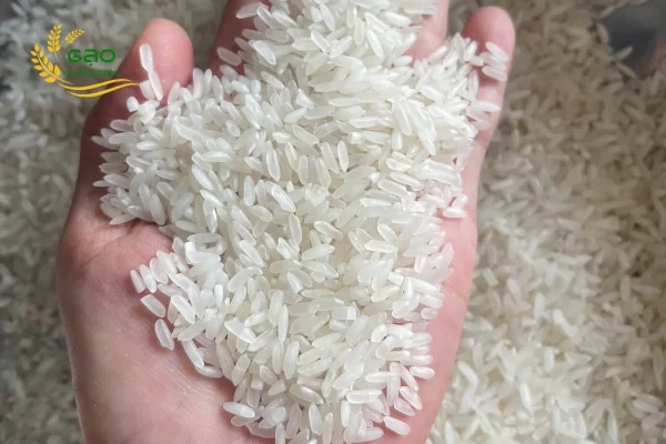 OM380 rice has long, slender grains