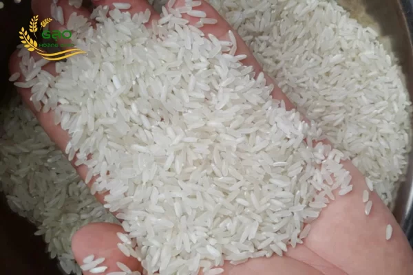 OM 380 rice sample at Hoang Giao Rice Exporter