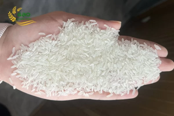 ST21 rice is a high-quality aromatic rice variety