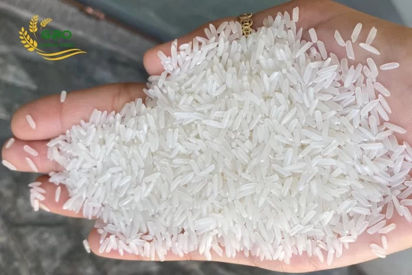 ST21 rice sample at Hoang Giao Rice Exporter