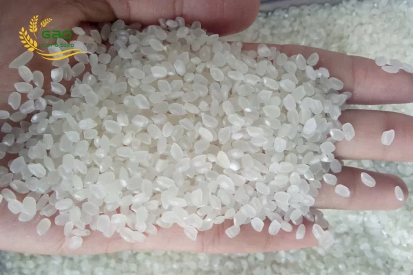 Japonica rice has short, round, and plump grains