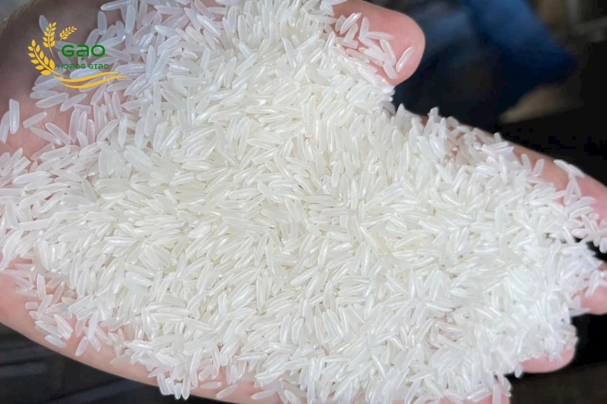 ST25 rice sample from Hoang Giao Rice Exporter