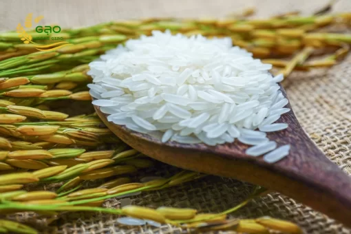 Fragrant RVT rice grains are slender, small and white