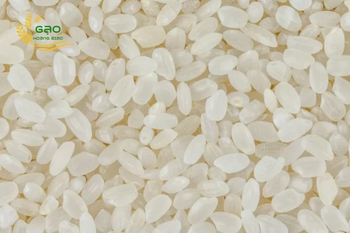 Japonica rice has small and roundish grains