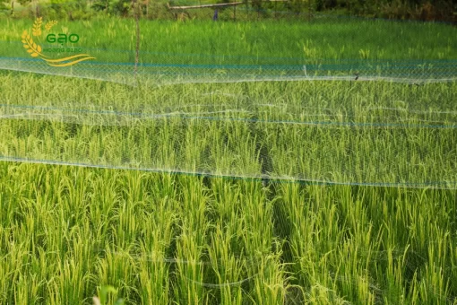 DT8 rice field in the Mekong Delta