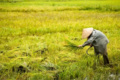 Farmers are harvesting rice OM504