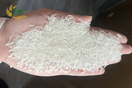 ST21 rice is a high-quality aromatic rice variety