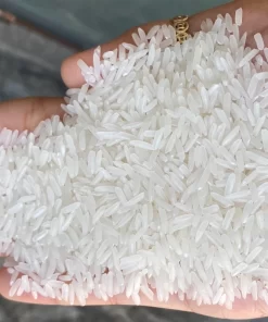 ST21 rice sample at Hoang Giao Rice Exporter